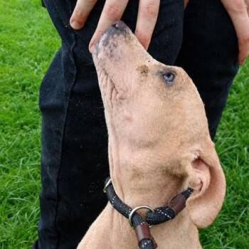 Nugget -  Mixed Breed Dog for Adoption in Columbiana, Alabama - Nugget | PetCurious