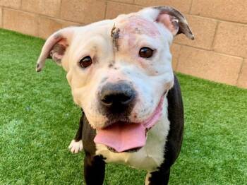 SAVE ME PLEASE Shella - IDA554653 -  Pit Bull Terrier Dog for Adoption in San Marcos, California - SAVE ME PLEASE Shella - IDA554653 | PetCurious