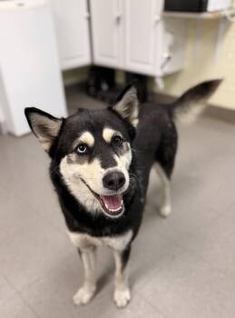 Husky Dogs Available for Adoption in Sanford, North Carolina - Miso | PetCurious