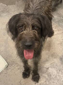 Rescue Terrier and Mixed Breed Dogs for Adoption in Neosho, Missouri - Cordelia | PetCurious