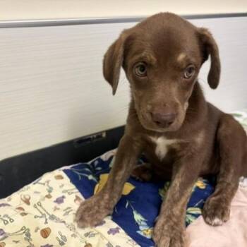 Buns -  Mixed Breed Dog for Adoption - Buns | PetCurious