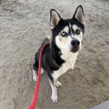 BLUE -  Siberian Husky Dog for Adoption in Thousand Palms, California - BLUE | PetCurious