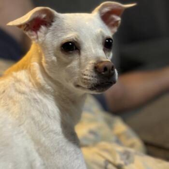 Elsa -  Mixed Breed Dog for Adoption in Dickinson, Texas - Elsa | PetCurious