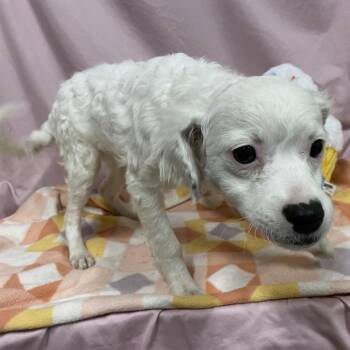 A612536 -  Chihuahua and Mixed Breed Dog for Adoption in Modesto, California - A612536 | PetCurious