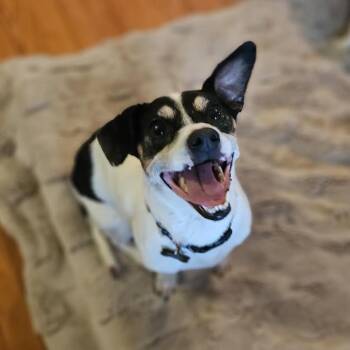 Magnus (bonded with Ziggy) -  Jack Russell Terrier and Mixed Breed Dog for Adoption in Madison, Wisconsin - Magnus (bonded With Ziggy) | PetCurious