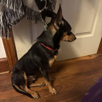 Rescue Chihuahua Dogs for Adoption in Blacksburg, Virginia - Buddy | PetCurious