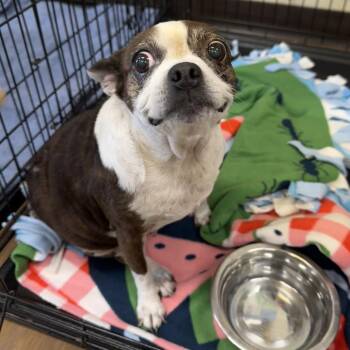 Pearl -  Boston Terrier and Mixed Breed Dog for Adoption in League City, Texas - Pearl | PetCurious