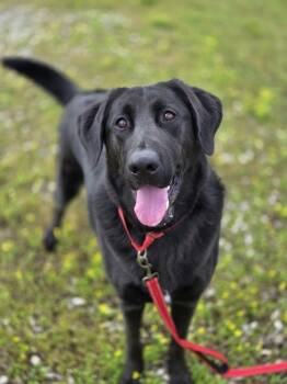 Rescue Labrador Retriever Dogs for Adoption in Evansville, Indiana - CoCo B | PetCurious