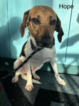 Beagle and Hound Dogs Available for Adoption in Wabash, Indiana - B1 Hope | PetCurious