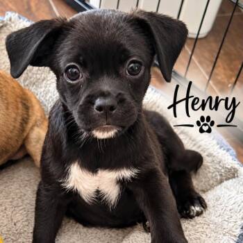 Henry -  Terrier Dog for Adoption in Santa Fe, Texas - Henry | PetCurious