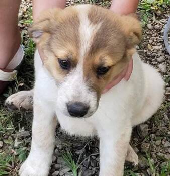 Sammy -  American Staffordshire Terrier and Aussiedoodle Dog for Adoption in Staatsburg, New York - Sammy | PetCurious