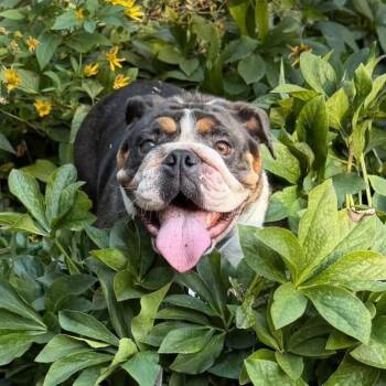 Reesie -  English Bulldog Dog for Adoption in Huber Heights, Ohio - Reesie | PetCurious