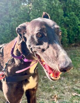 Fifi -  Greyhound Dog for Adoption in Hopkinton, Massachusetts - Fifi | PetCurious