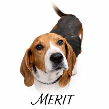 Merit -  Beagle Dog for Adoption in Stoughton, Massachusetts - Merit | PetCurious