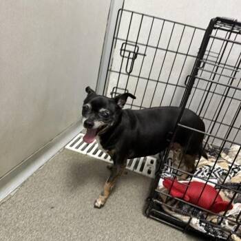 Mia -  Chihuahua Dog for Adoption in Des Moines, Iowa - Mia | PetCurious