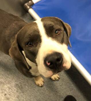 Pit Bull Terrier Dogs Available for Adoption - TREASURE | PetCurious