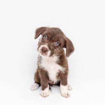 Lola Bunny -  Mountain Cur and Labrador Retriever Dog for Adoption in New York, New York - Lola Bunny | PetCurious