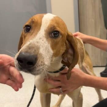 Mixed Breed Dogs Available for Adoption in Cooperstown, New York - Chase | PetCurious