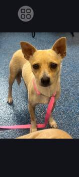 Chihuahua Dogs Available for Adoption in Rocky Mount, North Carolina - Jenna | PetCurious