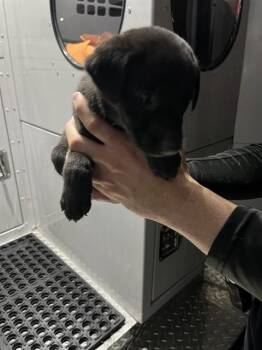 German Shepherd Dog and Mixed Breed Dogs Available for Adoption in Doral, Florida - SHADE | PetCurious