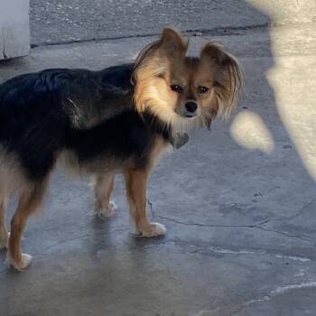 Rescue Papillon and Chihuahua Dogs for Adoption in Baker, Louisiana - Marguerite | PetCurious