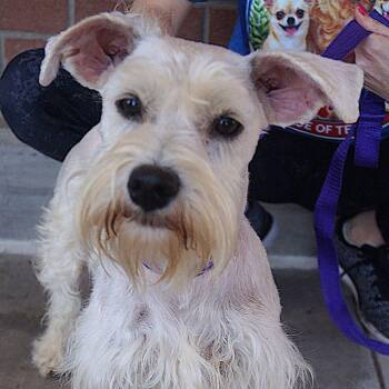 Peter -  Schnauzer Dog for Adoption in Carrollton, Texas - Peter | PetCurious