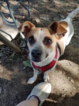 Prince -  Chihuahua Dog for Adoption in Garland, Texas - Prince | PetCurious