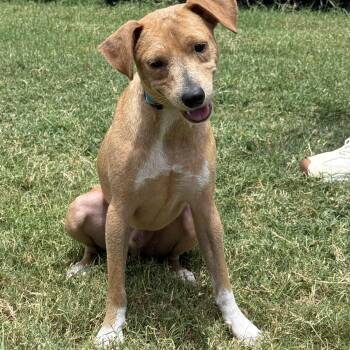 Peanut -  Chihuahua Dog for Adoption in Martinez, California - Peanut | PetCurious