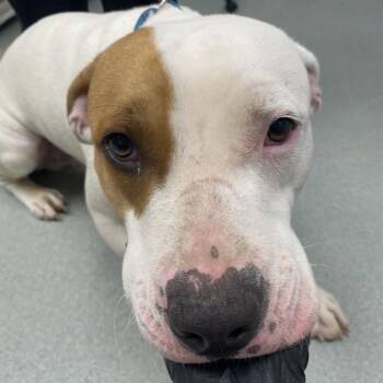 Mixed Breed Dogs Available for Adoption in Abilene, Texas - Ralphie | PetCurious