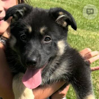 Cora -  German Shepherd Dog Dog for Adoption in Griffin, Georgia - Cora | PetCurious