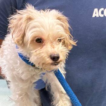 Lucky Charm -  Mixed Breed Dog for Adoption in Philadelphia, Pennsylvania - Lucky Charm | PetCurious