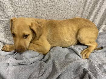 Vizsla and Mixed Breed Dogs Available for Adoption in Modesto, California - SHAGGY | PetCurious