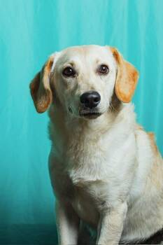 Retriever and Mixed Breed Dogs Available for Adoption in Calgary, Alberta - Cemita | PetCurious