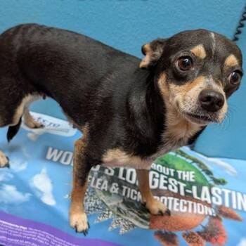 Stacie -  Chihuahua Dog for Adoption in Carrollton, Texas - Stacie | PetCurious