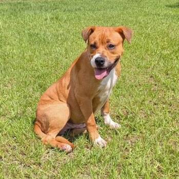 DALE -  American Bulldog Dog for Adoption in Cranston, Rhode Island - DALE | PetCurious