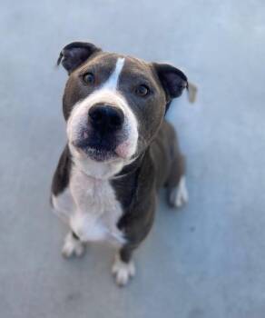 Chubbz -  Pit Bull Terrier Dog for Adoption in Salinas, California - Chubbz | PetCurious