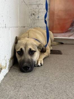German Shepherd Dog and Pit Bull Terrier Dogs Available for Adoption in San Bernardino, California - BIG BOY | PetCurious