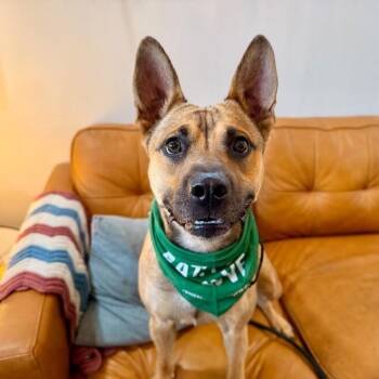 German Shepherd Dog Dogs Available for Adoption in Friendswood, Texas - Pauly D The Good Time Guaranteed Cutie | PetCurious