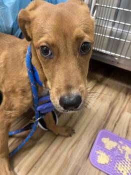 Georgina -  Mixed Breed Dog for Adoption in Raleigh, North Carolina - Georgina | PetCurious