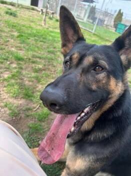 German Shepherd Dog Dogs Available for Adoption in Stamford, Connecticut - Kash | PetCurious