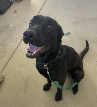 Black Labrador Retriever and Dutch Shepherd Dogs Available for Adoption in Penryn, California - Parker | PetCurious