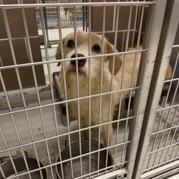 Legacy -  Terrier Dog for Adoption in Northbrook, Illinois - Legacy | PetCurious