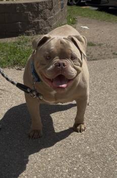 Bulldog Dogs Available for Adoption in Wantagh, New York - Neo | PetCurious