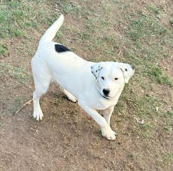 American Bulldog and Dalmatian Dogs Available for Adoption in Irwin, Pennsylvania - Domino | PetCurious