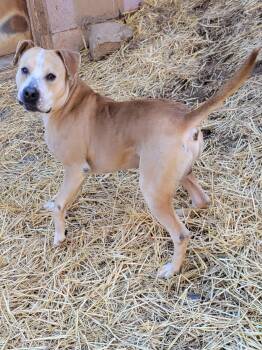 Staffordshire Bull Terrier Dogs Available for Adoption - Atlas | PetCurious