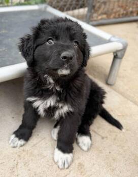 Great Pyrenees and Mixed Breed Dogs Available for Adoption in Severance, Colorado - Monaco | PetCurious
