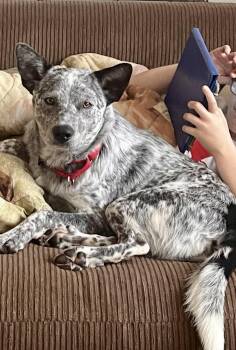 Rescue Australian Cattle Dog Blue Heeler Dogs for Adoption in Stewart Manor, New York - Cash | PetCurious