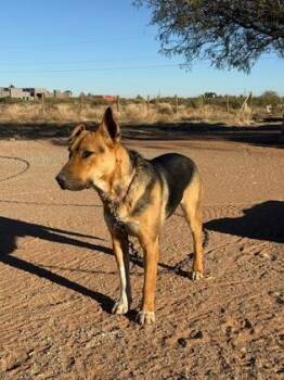 Brown -  German Shepherd Dog and Mixed Breed Dog for Adoption in El Paso, Texas - Brown | PetCurious