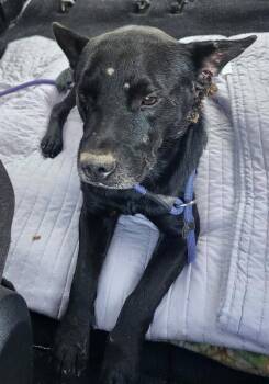 Milo (AL) -  Terrier Dog for Adoption in New York, New York - Milo (AL) | PetCurious