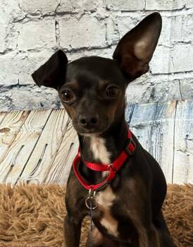 Slim Shady -  Chihuahua Dog for Adoption in De Pere, Wisconsin - Slim Shady | PetCurious